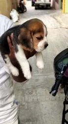 Puppy for sale (Beagle)