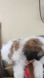 Top quality shih tzu puppies available father indian champion