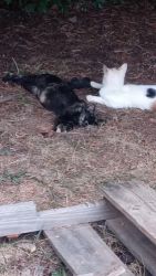 Calicos male & female's for sale