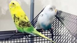 Parakeet Birds for sale in Alpharetta, GA 30005, USA. price: $150