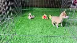 2 months old very active puppy direct import from Banglore kCI certifi