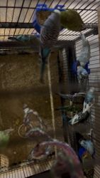 Budgerigar Birds for sale in Shelby Twp, MI, USA. price: $150