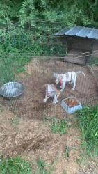 2 beautiful American bully pups ones a blue Merle