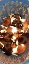 Good quality puppies total show quality