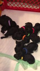 Bordoodle Puppies for sale in Leesville, LA 71446, USA. price: $2,000