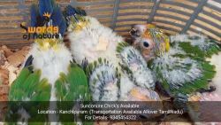 SUNCONURE CHICK'S Available