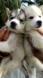 Siberian Husky Puppies for sale in Kanyakumari, Tamil Nadu, India. price: 25,000 INR
