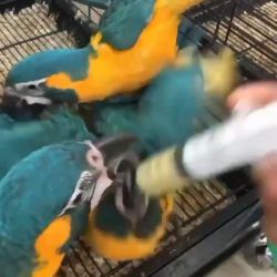 Macaw Birds for sale in Provo, UT, USA. price: $1,600