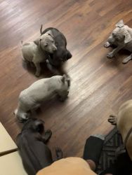 Thai Ridgeback Puppies for sale in HI-380, Kahului, HI, USA. price: $2,000