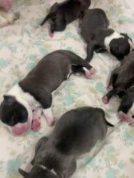 American Pit Bull Terrier Puppies for sale in Ghaziabad, Uttar Pradesh, India. price: 10 INR