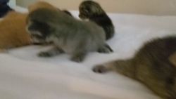 Egyptian Mau Cats for sale in 751 N Indian Creek Dr, Clarkston, GA 30021, USA. price: $175