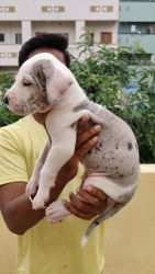 Show Quality Great Dane Puppies Available