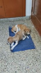 Indian Pariah Dog Puppies for sale in 1st Block Koramangala, HSR Layout 5th Sector, Bengaluru, Karnataka, India. price: NA