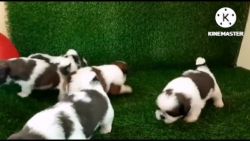 Good quality Shihtzu Female and Male puppies for sale