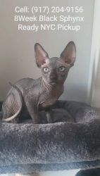 New Jersey Sphynx Kittens Black 8Week Old Purebred Cell #: on photos