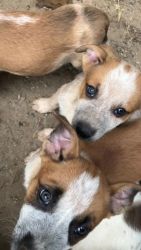 Red Heeler Puppies for sale in Bozeman, MT, USA. price: $500