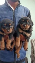 Rotwiller puppys for sale