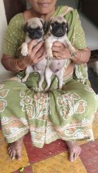 Pug Puppies for sale in Paradise Cross Roads, Kalasiguda, Secunderabad, Telangana 500003. price: 13,000 INR