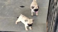 Pug for sell