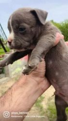 American bully pocket size puppy available