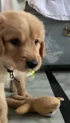 Golden retriever male puppy double coated birthday 12 th july 2022