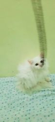Selling persian female kitten