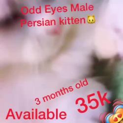 Persian cat age 3 months