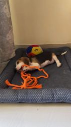 Beagle puppy male for sale
