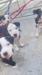 American Pit Bull Terrier Puppies for sale in Narela, New Delhi, India. price: 15,000 INR
