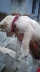 Labrador puppy female ungent sale in salem tamil nadu