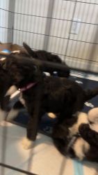 Double Doodle Puppies for sale in Washington, DC, USA. price: $1,000