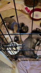 Tibetan Spaniel Puppies for sale in Yuba City, CA, USA. price: $800