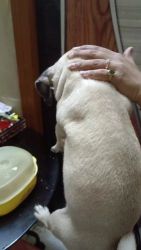 Pug Puppies for sale in Burdwan, West Bengal, India. price: NA