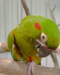 Macaw Birds for sale in Provo, UT, USA. price: $1,350