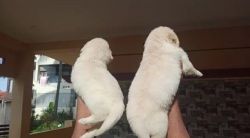 For sale male puppies