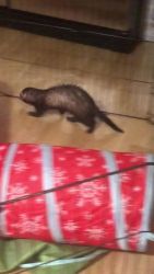 Ferret Animals for sale in Redford Charter Twp, MI, USA. price: $550