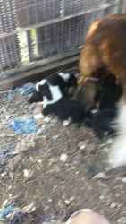 English Shepherd Puppies for sale in south Central Neraskaa