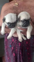 Advertise of pug puppies