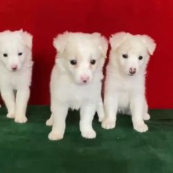 Spitiz's male puppy white color top quality full healthy & active
