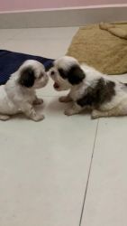 Male and Female Shih Tzu puppies for sale