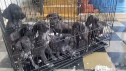 Dane puppies available
