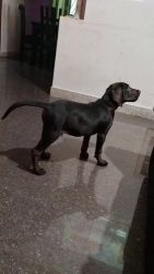 Lab for sale