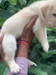 Labrador Husky Puppies for sale in Nagpur, Maharashtra, India. price: 10,000 INR