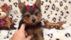 Good looking yorkshire terrier available