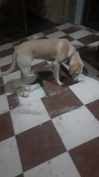 Indian Pariah Dog Puppies for sale in Lucknow, Uttar Pradesh, India. price: NA