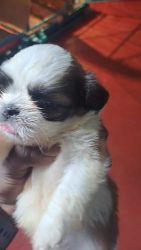 Shih tzu 3male puppy's available with out kci