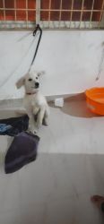We want to sell dog shepard labrador