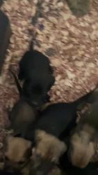 Healthy & Cute CANE CORSO puppies