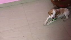 Beagle Puppies for sale in Neelankarai, Chennai, Tamil Nadu, India. price: 12 INR