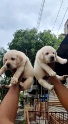 Labradoodle Puppies for sale in Hyderabad, Telangana, India. price: 10,000 INR